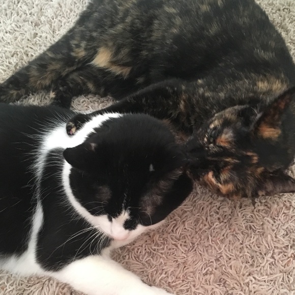 Meet your Posher, Morgan - Picture 1 of 1